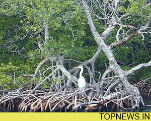 Mangrove forests saved lives in Indian super cyclone in 1999