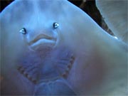New Manta Ray species discovered
