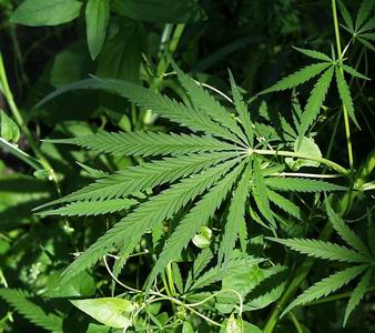 Marijuana’s side effects