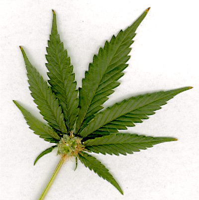 Legalizing marijuana may cut price 