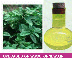 Mentha Oil