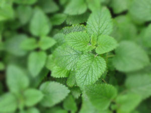 Commodity Outlook for Menthol by KediaCommodity