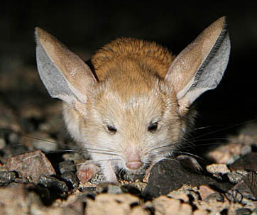image: Mickey-Mouse-kangaroo