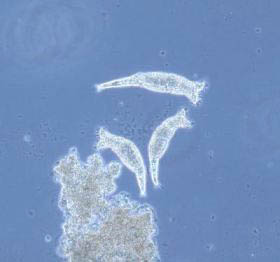 Microscopic Animals