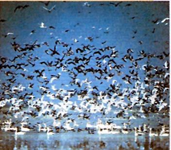 Migratory birds in arrive Orissa