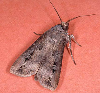 Moth
