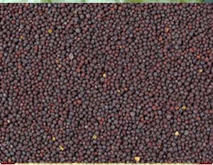 Mustard Seed