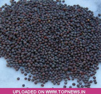 Commodity Trading Tips for Mustardseed by KediaCommodity