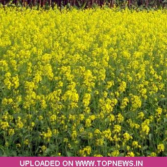 Mustard Seed