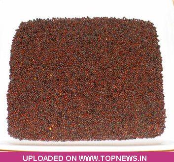  Commodity Trading Tips for Mustard seed by KediaCommodity