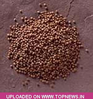 Mustard Seed