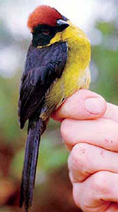 New bird discovered