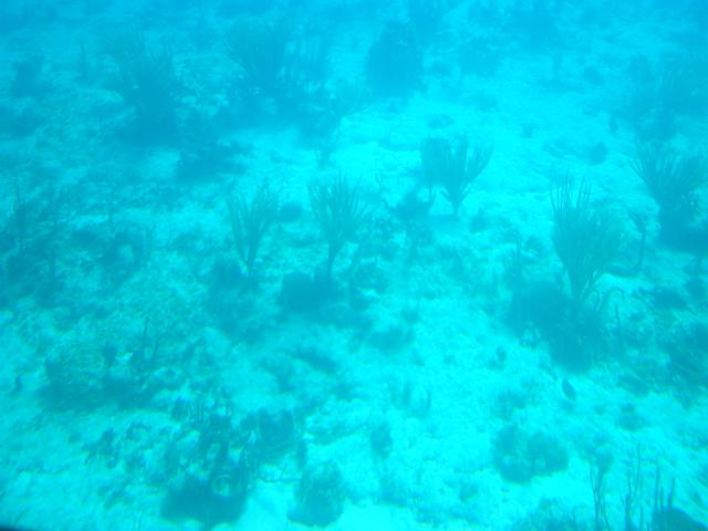 images of ocean floor. Ocean Floor Washington, Feb 19: Researchers are pondering over the idea of a
