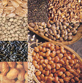 Oil And Oilseeds Market Watch By Nirmal Bang Securities      