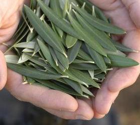 Olive leaf provides solutions to various health problems