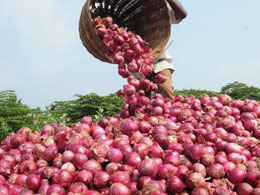 Agriculture Ministry not to halt export of onions