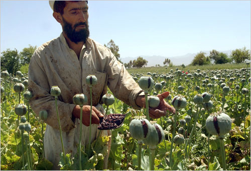 Opium Production rises for the third year in Afghanistan, UN