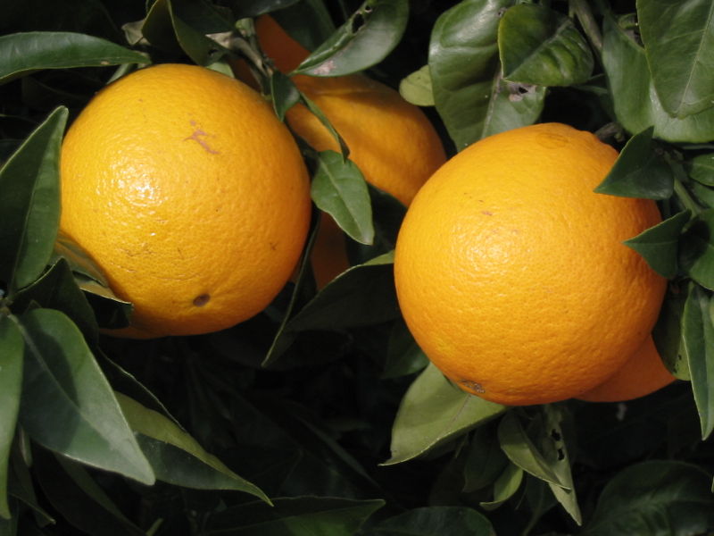 Oranges Cultivation