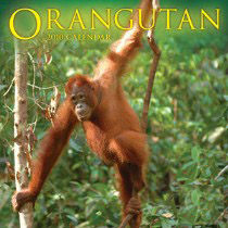 How orangutans excel in moving through tree-tops