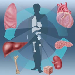 Researchers Design 'Printer' To Create Organs For Transplant