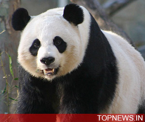 Not-so-cuddly panda mauls third Beijing zoo intruder