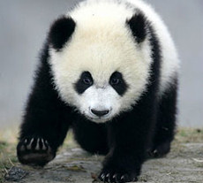 Panda swaps four legs for two to fulfil his romantic duties!