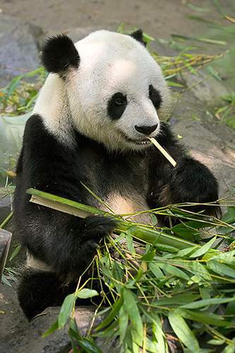 Panda