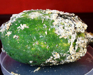 Papaya cultivation faces threat from ‘Mealy Bug’ pest in Tamil Nadu