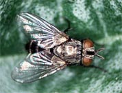 Parasitic fly helps determine a bee’s future as queen or worker