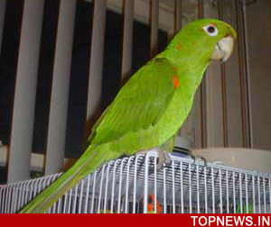 Pet parrot''s birthday celebrated in Uttar Pradesh