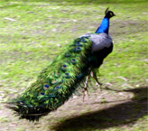 Peacock