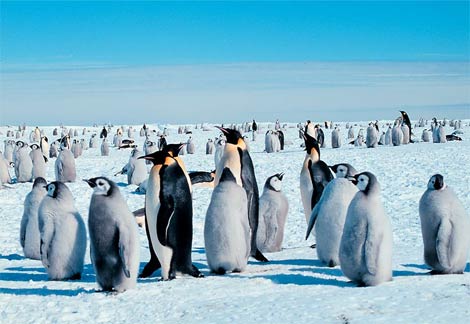 Images Of Penguins In Antarctica. Antarctica#39;s King Penguins