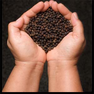Pepper