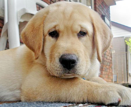 Pet dog puts lives of a family in danger, another one helps them to survive