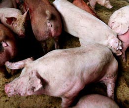 Philippines to exterminate thousands of pigs with Ebola virus