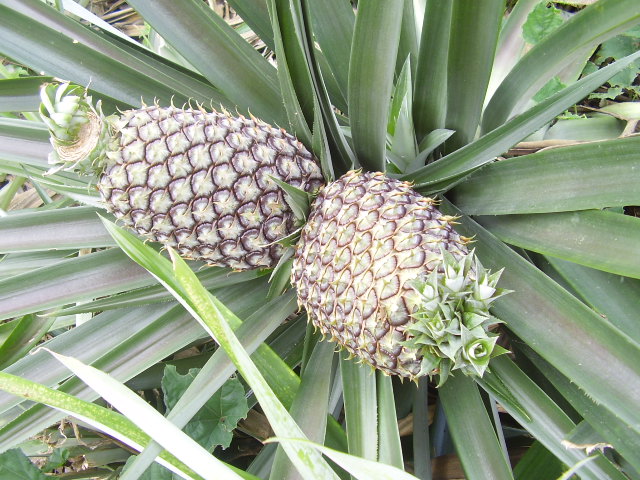 Pineapple growin photo