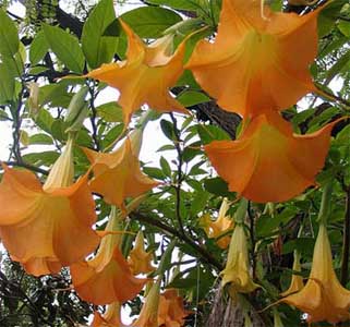 Poisonous flowers make yards dangerous for children 