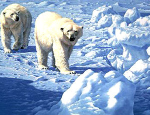 Canadian teenager survives on ice floe with polar bears