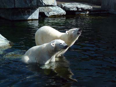 Polar bears Ewa and Wilbar find new home in Swedish zoo