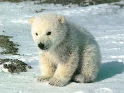 First Polar Bear was from Ireland, researchers