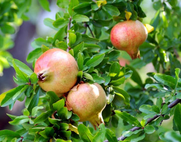 Pomegranate