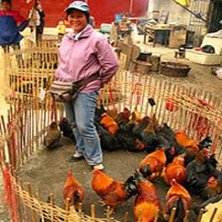 Pregnant Woman Dies Of Bird Flu Infection In China