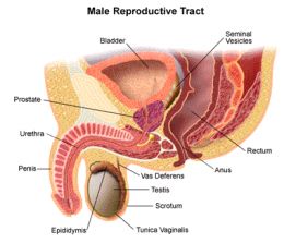 Study on Prostate Cancer Prevention Halted