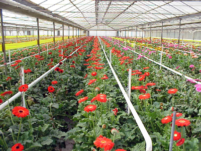 Pune flower growers live in fear ahead of St.Valentine’s Day