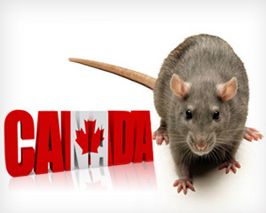 Canadian province on red alert against rats