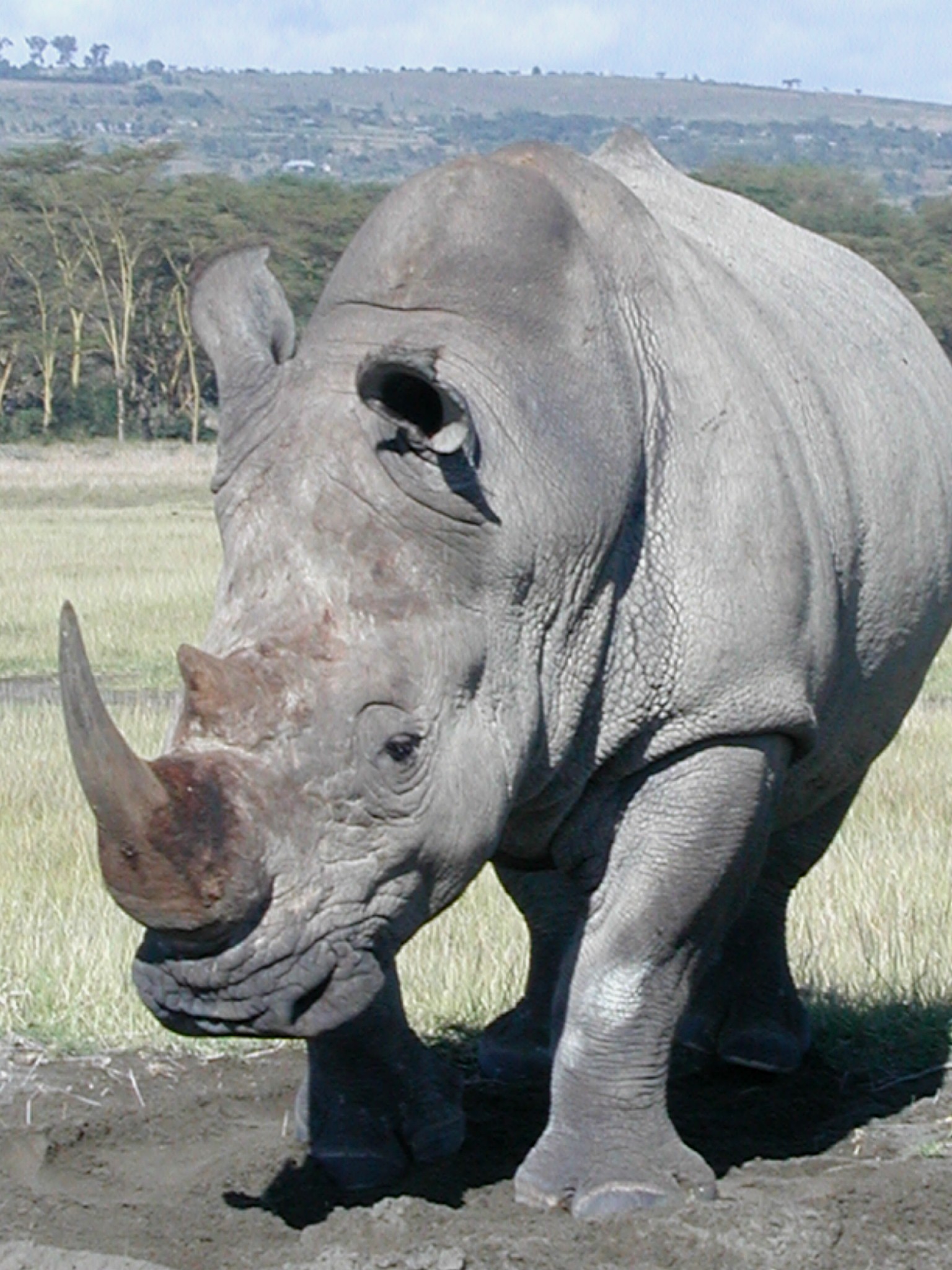 Video surveillance for rare Javan rhinos