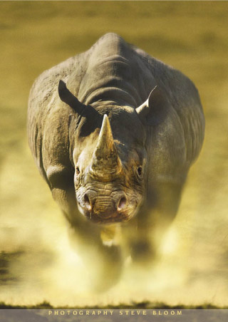 وحيد القرن Rhino.jpg