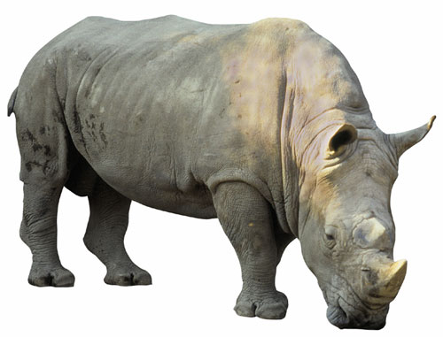 rhinos 
