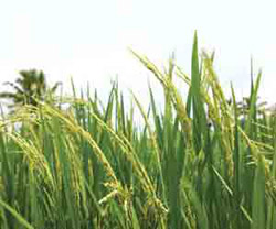 Chinese-Brunei rice venture aims at boosting yields