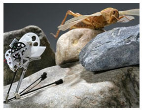 Robotic grasshopper to help explore Mars’ rocky geography